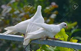 Mazedonische drehtauben von bejtulla halimi Weisse Tauben Im Garten Lizenzfreie Fotos Bilder Und Stock Fotografie Image 63291010