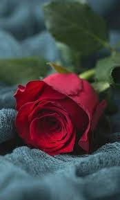 For My Love R L C From Slvh Beautiful Rose Flowers Beautiful Roses Beautiful Red Roses