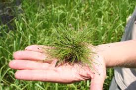 Image result for Eleocharis geniculata