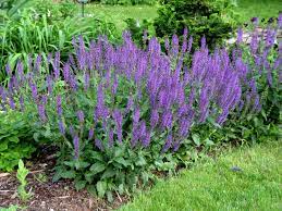 Top 10 Flowers That Bloom All Year Flowers Perennials Purple Salvia Perennials