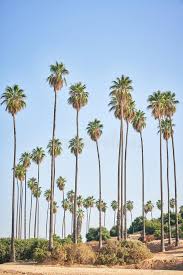 Without doubt, washingtonia robusta is our number one, bestselling palm. Mexican Fan Palm Tree In California Stock Photo Image Of Leaf California 170431922