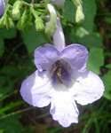 Image result for Streptocarpus umtaliensis
