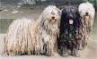 Considerations — Bergamasco Sheepdog Club of America