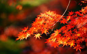 紅葉 や 紅葉狩り を英語で言うと ほぼ毎日 英語学習日記 英語holic
