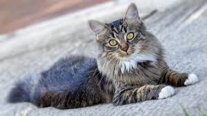 Kedi Cinsleri Ve Cesitleri Kedi Irklari Diyadinnet