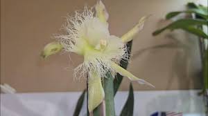 Image result for Dignathia gracilis