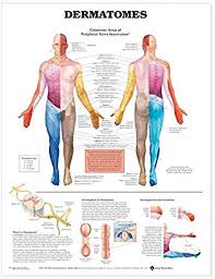 dermatomes anatomical chart