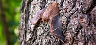 Ab und an fliegen sie hier durch den garten in der bei mir habe ich heute fledermäuse über der terasse im giebel vom haus bzw. Das Bayreuther Umweltamt Informiert Fledermause Im Haus Was Tun Der Neue Wiesentbote