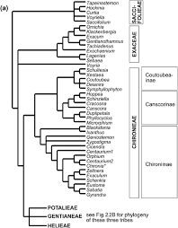 Image result for Exochaenium