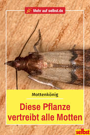 Mottenkonig Selbst De Lebensmittelmotten Hausmittel Gegen Motten Hausreinigungs Tipps