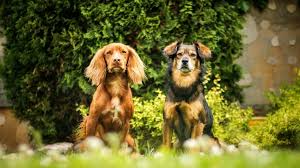 Perro sucio, perro feliz.