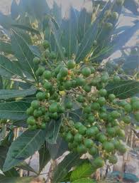 Image result for Allophylus natalensis