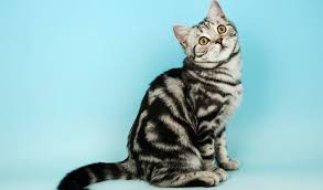 He likes feeling, but is not a me, me, me cat. British Shorthair Cat Breed Information
