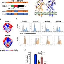 Thierry Huby Inserm Research Scientist Phd French Institute Of Health And Medical Research Inserm Unit Of Integrative Biology Of Atherosclerosis Umrs1166 Team 4 Ican