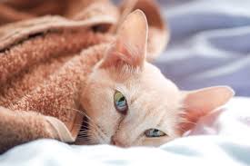 How long can a cat live with liver cancer? Lung Cancer In Cats Causes Symptoms Treatment All About Cats