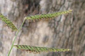 Image result for Urochloa oligotricha