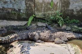 Daftar taman bermain dari berbagai negara yang terlantar : Penangkaran Buaya Teritip Sensasi Di Dekat Reptil Raksasa