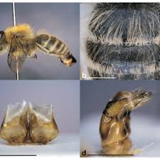 Image result for Hermbstaedtia scabra