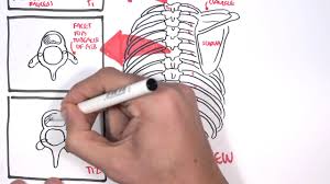 Middle body segment of an insect crustacean or arachnid n. Anatomy Thorax Overview Ribs Sternal Angle Pleura And Pneumothorax Youtube