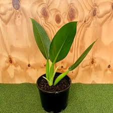 Jual Philodendron Martianum Philo Katak Kab Bogor Arya Taman Tokopedia
