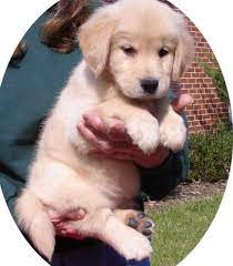 And, they shed a lot because they. Good Golden Retriever Puppies Available Now For Richmond Us En Oc2o