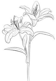 Tiger Lily Coloring Page Free Printable Coloring Pages Flower Drawing Tutorials Lilies Drawing Flower Sketches