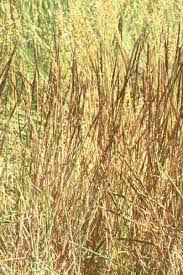 Image result for Euryops subcarnosus