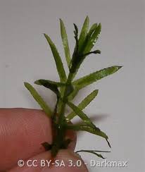 Image result for Hydrolea brevistyla