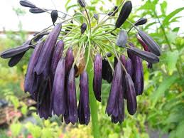 Image result for Agapanthus inapertus