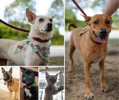 Either pet can be obtained for free when a player starts the game. Animal Shelters Adoption Centres In Kl Selangor 2021 Pledgecare
