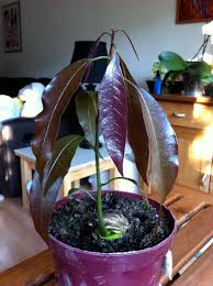 3how do you germinate a mango seed quickly? Mango Sunil S Garden