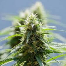 1999 folgte dann der umzug nach steinheim mit produktion der ersten eigenen produkte. Cannabis Anbau Richtigen Erntezeitpunkt Bestimmen Hanfsamenladen