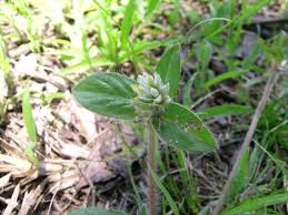 Image result for Gomphrena celosioides