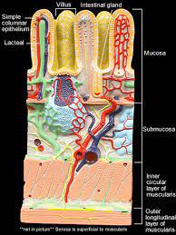 Small Intestine Wall In 2021 Human Anatomy And Physiology Medical Anatomy Digestive System Model