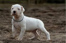 lindo lobo