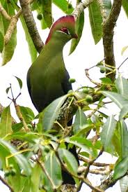 Image result for Turraea fischeri