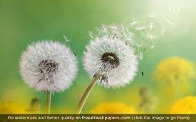 Dandelion Flowers 4k 4k Wallpaper Sensitive Skin Care Dandelion Sensitive Skin Treatment