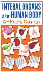 Image result for internal organs