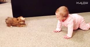 Maybe you would like to learn more about one of these? Baby Girl Meets Her New Yorkie Puppy And The Video Is Melting Everyone S Hearts