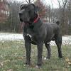 As this a powerful dog who will need consistent training and socialization, we don't recommend getting. 3