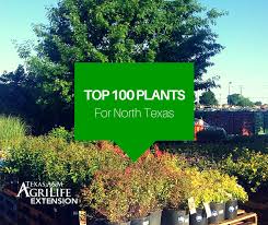 Viridis occurs in the eastern half of texas. Top 100 Plants For North Texas