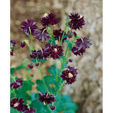 Maybe you would like to learn more about one of these? Aquilegia Vulgaris Black Barlow Pflanzen Fur Dich De 4 00