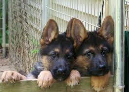 This breed is large, agile, and strong. German Shepherd Breeders German Shepherd Puppies For Sale