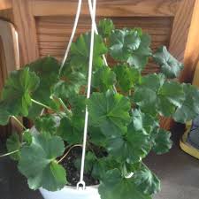 Image result for cuttings of geraniums