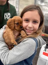 Our new ruby- Oliver Daniel Doodleson : r/cavaliers