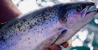 Scottish Salmon Found To Have More Omega 3 Fishfarmingexpert Com