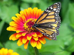 Plants produce the flowers that attract many insects and birds. Pollination Facts What Is Pollination Cool Kid Facts