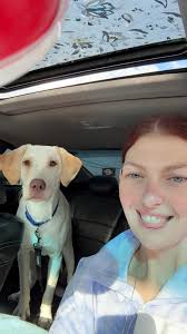 Where to find reasonably priced obedience training for a puppy in St.  Charles?