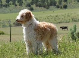 Bordoodle puppies for sale california. Bordoodles Bordoodles Twitter