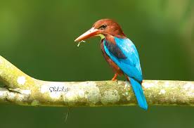 Bird With Long Colorful Beak Pin On Birds